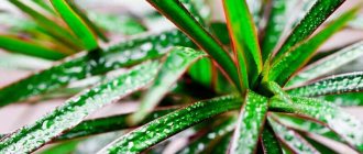 dracaena care at home